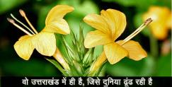 image: Benefits of vajradanti which founds in uttarakhand 
