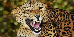 image: Leopard fear in Nainital