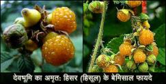 image: Benefits of hisool of uttarakhand