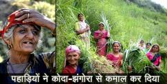 image: Koda jhangora demand increasing in uttarakhand 