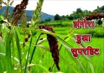 image: Uttarakhandi crop shines in america