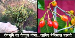 image: Benefits of paiyaan tree of uttarakhand 