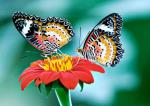 image: lethe dakwania butterfly of uttarakhand