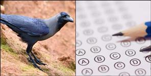 SSJU B Ed-M Ed Answer Key Error Sparks Controversy in Uttarakhand