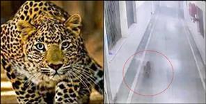 image: Leopard entered in building of Srinagar base hospital