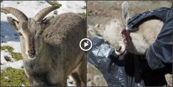 image: Blue sheep infected by virus in gangotri national park 