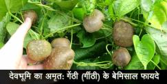image: Benefits of genthi vegetable of uttarakhand 