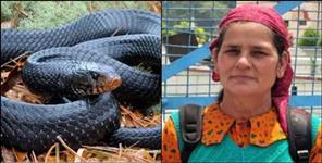 Woman Dies of Snake Bite in Uttarkashi