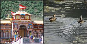 image: Black duck pair made center of attraction in Badrinath Dham