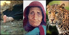 image: Leopard attacked women in   Bageshwar Ason village