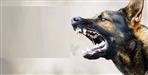 Stray dogs mauled a nilgai to death