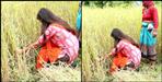DM Vandana harvested crop in the field