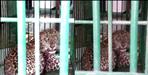 Leopard cub hidden in bathroom in Doiwala