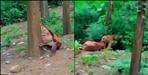 Ramnagar Tiger Attack Garjia Highway Horse Corbett