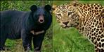 Uttarakhand Orders Action Against Dangerous Leopards and Bears