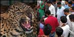 Guldar attacked a two and a half year old girl in Almora