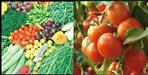 200 to 250 kg tomato in Dehradun