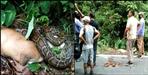 The python swallowed the ghurad in Nainital
