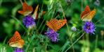 Haldwani Has India First Pollinator Park