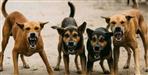 33 Sheep and Goats Die in Stray Dog Attack