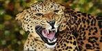 Leopard fear in Nainital