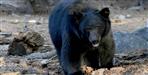 Susheela devi of garhwal fought with bear