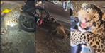 Leopard Collides with Moving Bike in Bhimtal