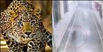 Leopard entered in building of Srinagar base hospital