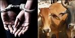 Police Raid in Haridwar Village Woman Detained in Cow Meat Case