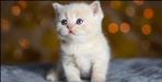 Tenant misdeed with cat in Dehradun